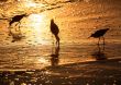 Birds at sunset