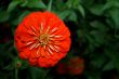 most beautiful orange zinia flower