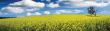 Canola Panoramic