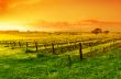 Vineyard Sunrise