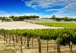 Vineyard in Spring