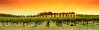 Vineyard Panorama Sunset