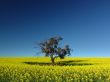 Canola Tree