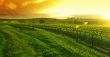 Sunrise over the Vineyard