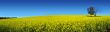 Canola Panoramic