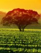 Large Tree in Vineyard