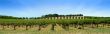 Vineyard Panorama