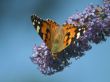 Red Admiral Butterfly Portrait