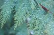 Cypress macro