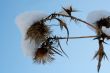 grass with snowflake