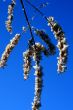 grass with snowflake