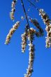 grass with snowflake
