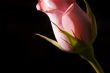 side of a rose bud
