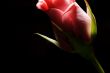side of a rose bud