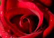 rose bud close up