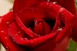 rose bud close up