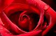 rose bud close up