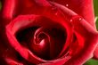 rose bud close up