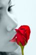 kissing a red rose