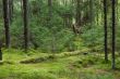Mystery forest