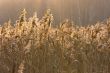 Reedbed at sunset