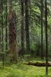 Mystery forest