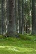 Mystery forest
