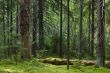 Mystery forest
