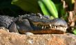 Alligator