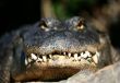 Alligator Bascking