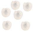 sand dollars