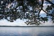 Landscape with a branch of a pine