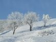 Snow-covered trees