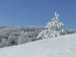 Snow-covered fir or pine