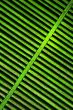 green shutter