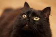 black cat looking up