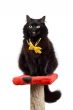 funny black cat wearing yellow bow isolated