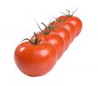 A line of tomatoes