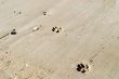 Traces on sand
