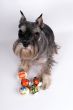 Dog and easter eggs