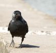 Raven