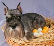 The dog hatches out eggs