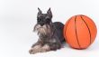 Dog and a basketball ball