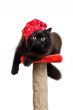 black cat in a red cap isolated