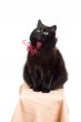 funny black cat wearing red bow isolated