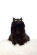 cute black cat on the white fur isolated