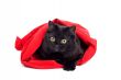 cute black cat in a red bag isolated