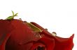 abstract rose with a water drops