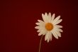 perfect white daisy on red background