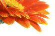 gerbera daisy with a water drops